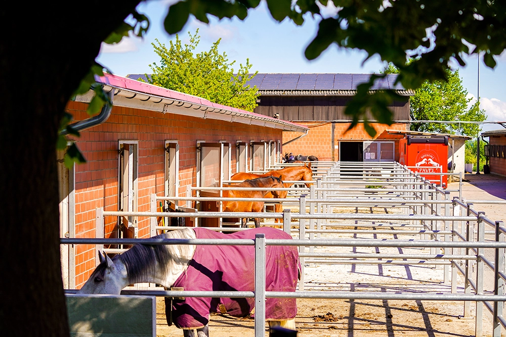 Pferde in Paddock-Boxen.