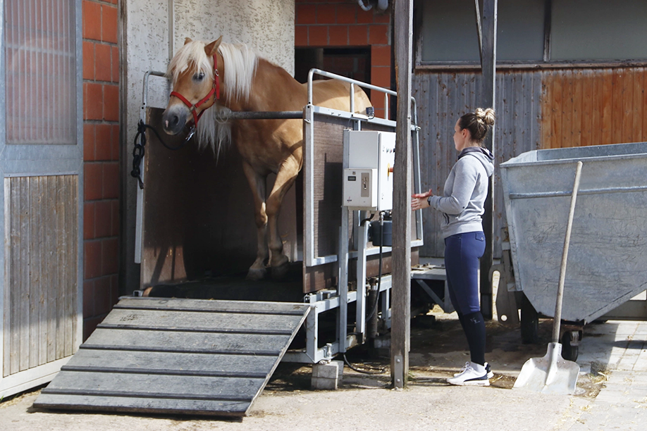 Pferd auf Laufband, die Reiterin steht daneben